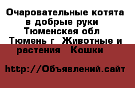 Очаровательные котята в добрые руки - Тюменская обл., Тюмень г. Животные и растения » Кошки   